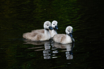 Three cygnets or baby swans 