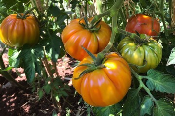 Obraz premium Tomatoes hanging from a tree