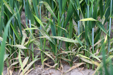 Powdery mildew (Erysiphe, Blumeria graminis f.sp. tritici) infection on a wheat, cereal crop fungi.