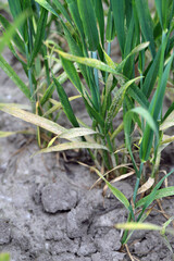 Powdery mildew (Erysiphe, Blumeria graminis f.sp. tritici) infection on a wheat, cereal crop fungi.