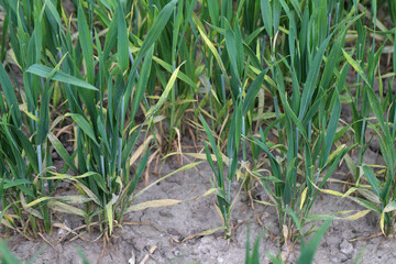 Powdery mildew (Erysiphe, Blumeria graminis f.sp. tritici) infection on a wheat, cereal crop fungi.