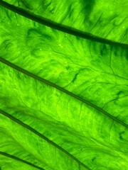 Abstract background of green leaf patterns and textures 