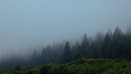 Tall spruce trees in the morning fog