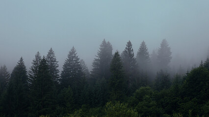 Tall spruce trees in the morning fog