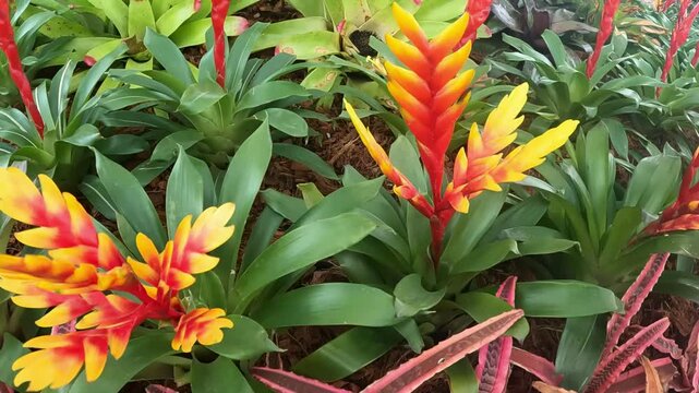 Slow motion Vriesea carinata nature green, red and yellow