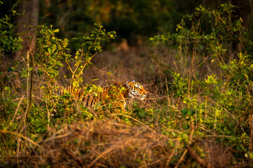 wild male bengal tiger or panthera tigris hiding in grass and stalking his prey in golden hour winter evening light at grassland of dhikala jim corbett national park forest reserve uttarakhand india