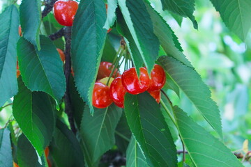 さくらんぼ(佐藤錦)