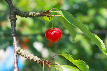 さくらんぼ(佐藤錦)