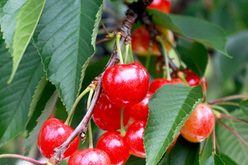 さくらんぼ(佐藤錦)