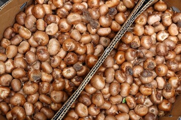 Crocus bulb in gardening store