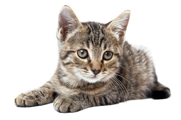 Obraz premium Kitten Cute Cat isolated on transparent background