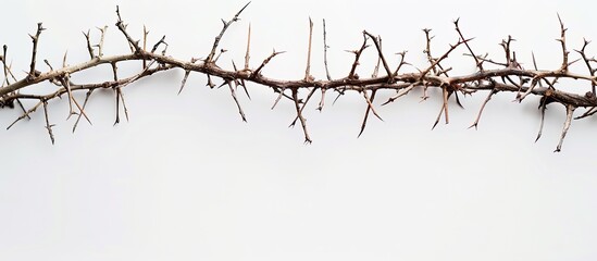 Crown thorns on the white background, top view. Copy space image. Place for adding text or design