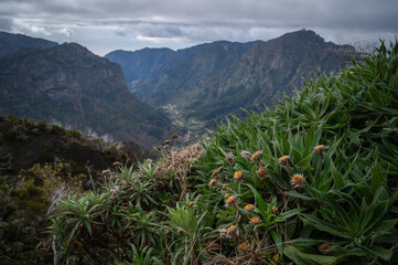 flowers close up and a view of the valley