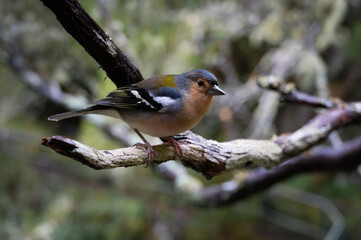 a small bird perched on a branch