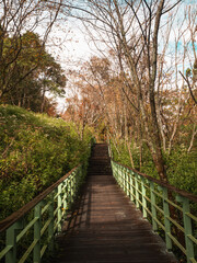 Obraz premium skywalk in the forest surrounded by mountains