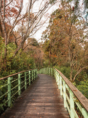 skywalk in the forest surrounded by mountains