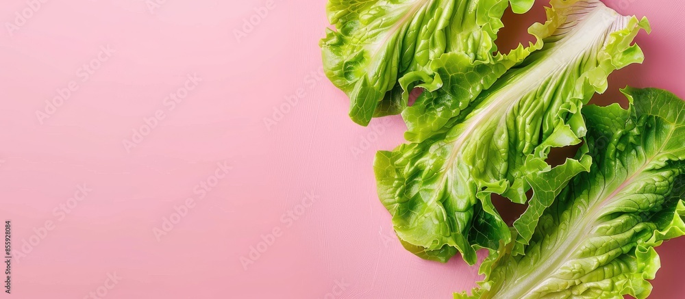 Poster salad leaf. lettuce isolated on pastel background with clipping path. top view. copy space image. pl