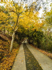 A beautiful trail surrounded by green trees on both sides.