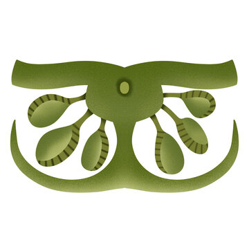 Structure of Sorus covered by indusium  Pterophyte fern