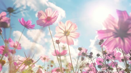 Blooming cosmos flowers under a sunny sky