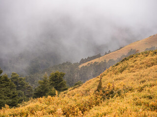 Fog and clouds are covering the forests and Mountains, Mount Hehuan, Taiwan