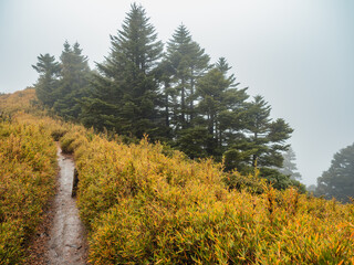 mountain road in the clouds, Mount Hehuan, Taiwan