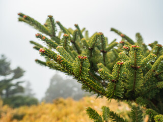 green and yellow leaves cover background