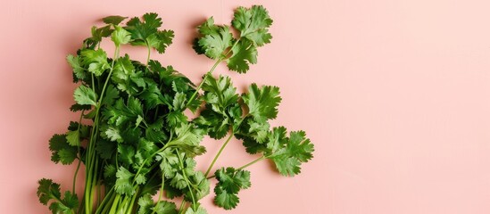Obraz premium Green coriander isolation on a pastel background. Cilantro. Copy space image. Place for adding text and design