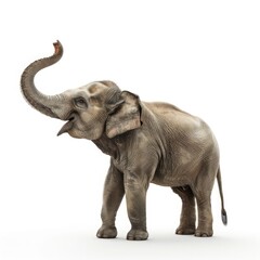 Asian Elephant with Raised Trunk Isolated on White Background