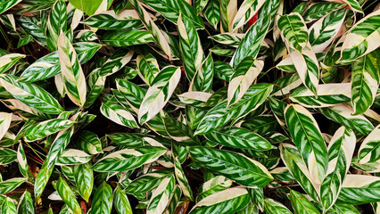 Lush Green and Cream Variegated Calathea Leaves in a Dense Tropical Garden with Vivid Patterns and Rich Colors