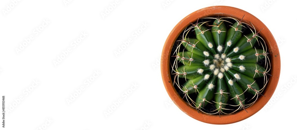 Poster cactus plant in clay pot top view isolated on white background, clipping path included. copy space i