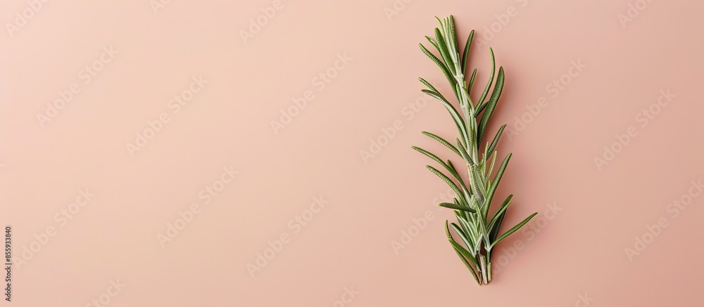 Poster fresh green sprig of rosemary isolated on a pastel background. copy space image. place for adding te