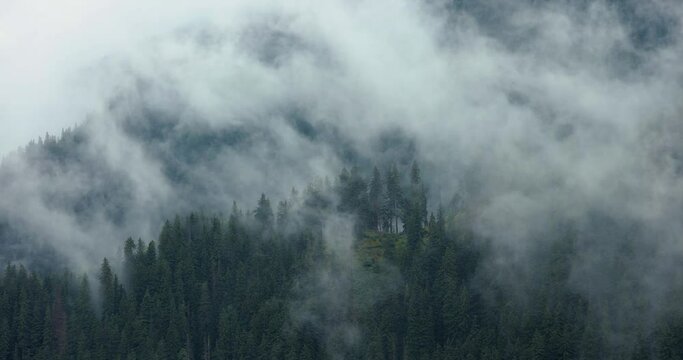 Foggy forest mountain landscape, clouds moving