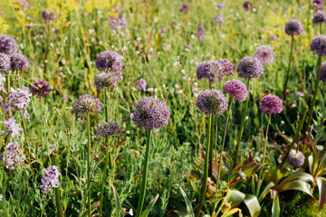 Blooming violet onion plant in spring garden. Flower decorative onion. Close-up of violet onions flowers on summer field.. Violet allium flower. Beautiful blossoming Garlic flowers