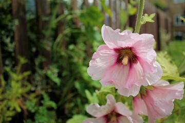 pink hollyhock flower