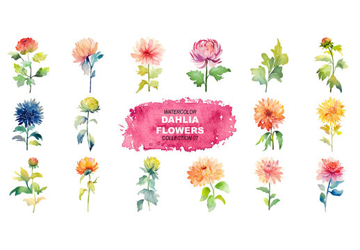 Vector watercolor painted style - dahlia flowers clipart isolated on white background. Created using Generative AI.