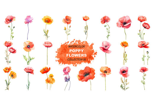 Vector watercolor painted style - poppy flowers clipart isolated on white background. Created using Generative AI.