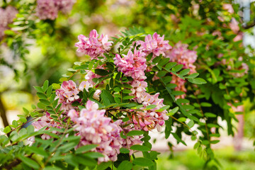 Robinia pseudoacacia ornamental tree in bloom, spring flowering of pink acacia, green leaves. Nature background