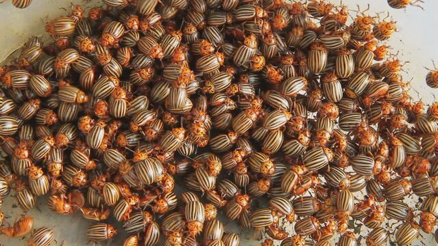 A bunch of swarming Colorado potato beetles. There are many insects, pests of agricultural plants.