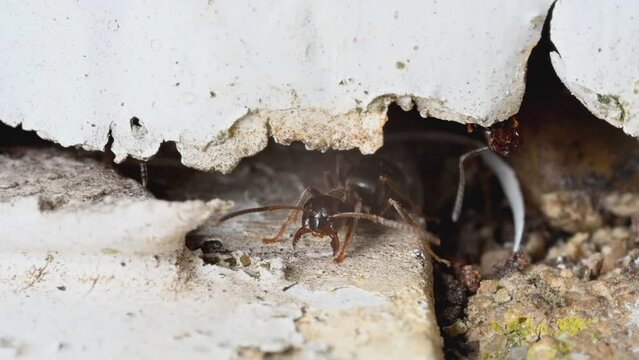 Black Garden Ants (Lasius niger) guarding the entrance to their nest in a gap in a wall. June, Kent, UK. [Slow motion x5]