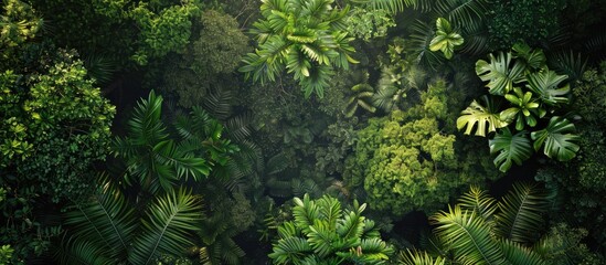Tropical forest canopy,turning around different tree species. Copy space image. Place for adding text and design