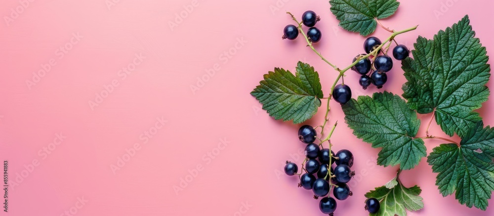 Poster cuttings of black currant on a pastel background. cuttings. copy space image. place for adding text 