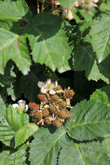 Blackberries in early summer sunshine, North Yorkshire England
