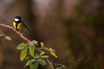 Garden bird Great tit, songbird sitting on the branch forest with beautiful nature background. Wildlife scene from nature. Space for text. Parus major