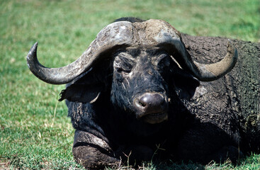Obraz premium Buffle d'afrique, syncerus caffer, Parc national de Masai Mara, Kenya