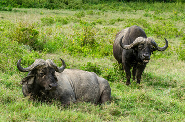 Fototapeta premium buffle d'Afrique, Syncerus caffer, Afrique de l'Est