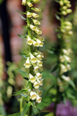 Closeup of Straw Foxglove blooms, North Yorkshire England
