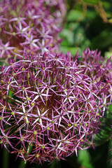 Macro image of a Giant Onion flower head, North Yorkshire England
