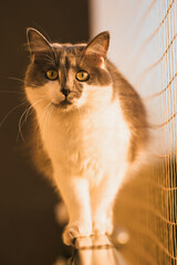 Curious cat balances on window ledge Safety net ensures safety