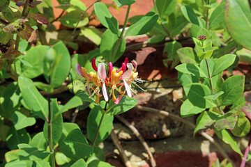 Macro image of Honeysuckle blooms and foliage, North Yorkshire England
